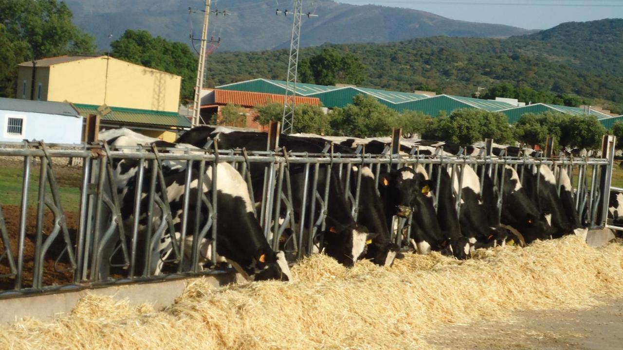 Casas Rurales El Caminante Aldeanueva del Camino Ngoại thất bức ảnh